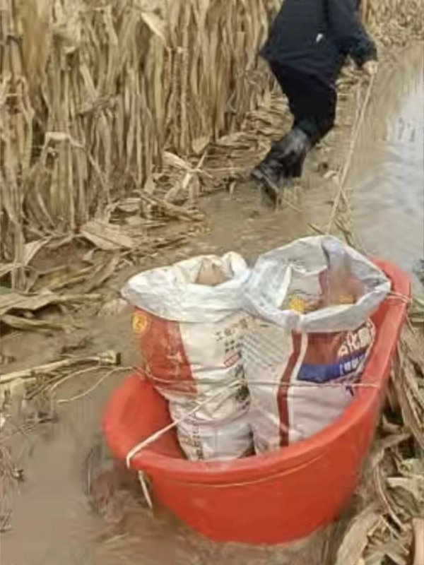 钱程策略 河南人苦，大旱中救活的玉米，现在都泡烂了